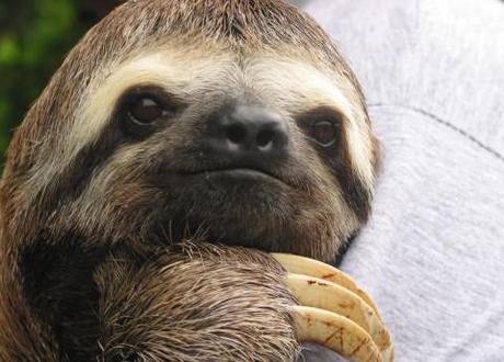 Kristen Bell loves sloths – really, really loves sloths