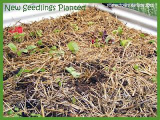 New Seedlings Planted and Potted-on