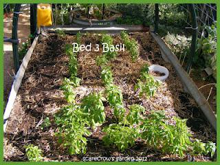 New Seedlings Planted and Potted-on