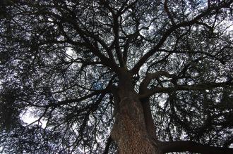 Cedrus libani canopy (21/01/2012, Kew, London)