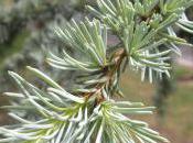 Plant Week: Cedrus Libani