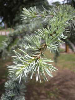 Cedrus libani leaves (17/05/2011, Cambridge)