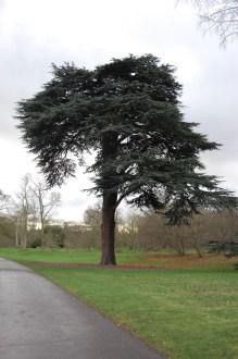 Cedrus libani (21/01/2012, Kew, London)