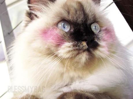 Fur Flush Cat Blush