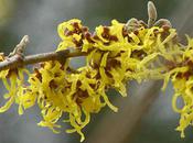 Hamamelis Gresgarth Hall