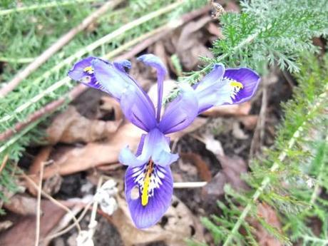 In preference to snowdrops