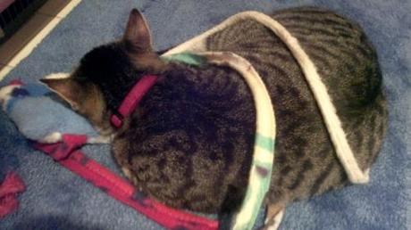 PICTURE: Sam, our tabby cat, all tired up in his homemade...