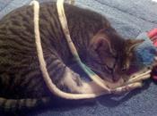 PICTURE: Sam, Tabby Cat, Tired Homemade...