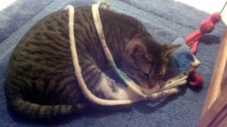 PICTURE: Sam, our tabby cat, all tired up in his homemade...