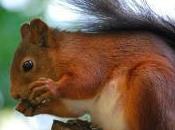 Featured Animal: Squirrel