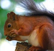 Squirrel Squirrel