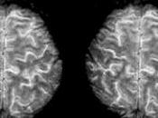 Stimuli Brain Learn Languages According Research