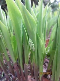 May - month of the Lily of the Valley