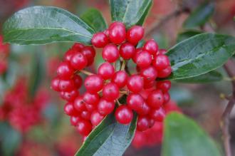 Viburnum foetidum berries (21/01/2012, Kew, London)