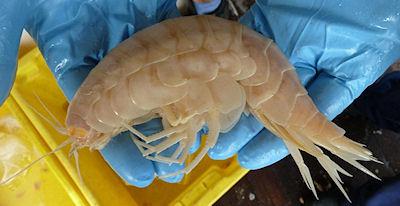 World's Biggest Prawn Discovered