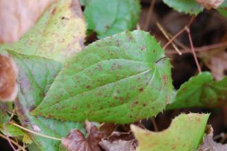 Epimedium alpinum leaf (21/01/2012, Kew, London)