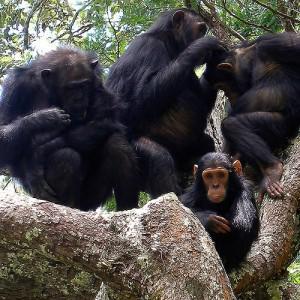 my bucket list - volunteering with chimps