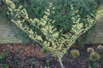 Hamamelis x intermedia 'Pallida' (21/01/2012, Kew London)