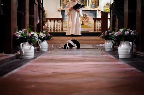 My chief bridesmaid wagged her tail and…