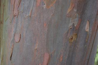 Eucalyptus nitida bark (21/01/2012, Kew, London)