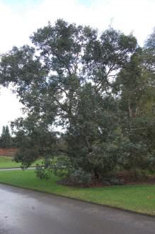 Eucalyptus nitida (21/01/2012, Kew, London)