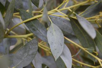 Eucalyptus nitida leaf (21/01/2012, Kew, London)