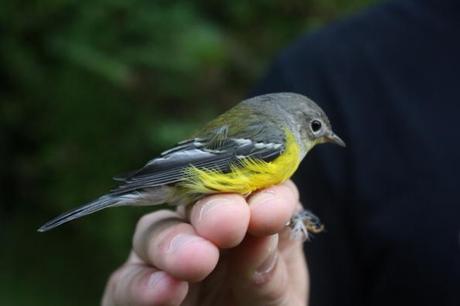 American Bird Conservancy needs your help!