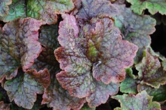 Tellima grandiflora 'Purpurea' leaf (21/01/2012, Kew, London)