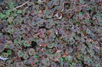 Tellima grandiflora 'Purpurea' (21/01/2012, Kew, London)