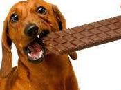 Dogs Chocolate: Facts
