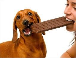 Dogs and Chocolate: The Facts