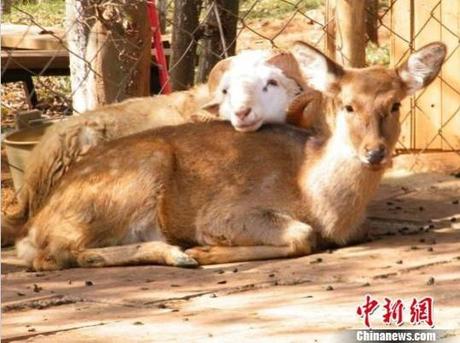 The Ram, 'Long Hair,' and the Deer, 'Junko': image via shanghaiist.com