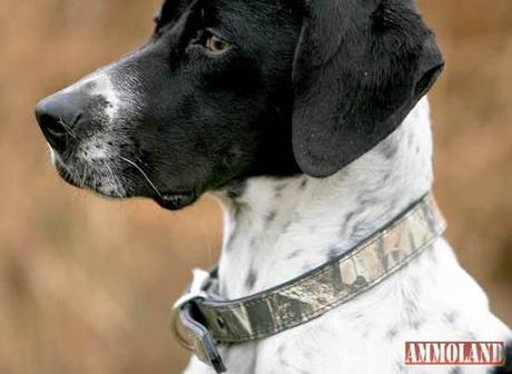 Lost Camo leather dog collar: image via ammoland.com
