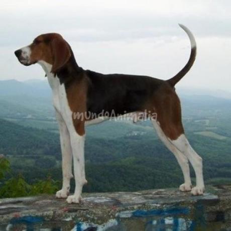 The American English Coonhound: image via mundoanimalia.com