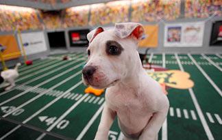 Puppy Bowl VII pup: image via animal.discovery.com