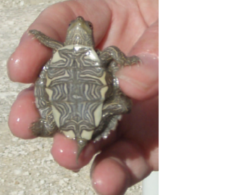 The sale of small turtles have been banned in the U.S.: image via CDC