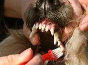 It's National Dental Health Month! Healthy Pets Have Clean Teeth