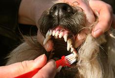 It's National Pet Dental Health Month! Healthy Pets Have Clean Teeth