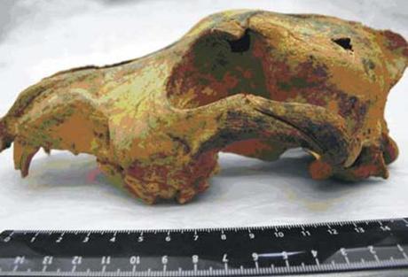 33,000 year old dog skull (side view): PLoS ONE image via futurity.org