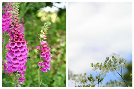 Foxgloves and Flowers in Warkworth