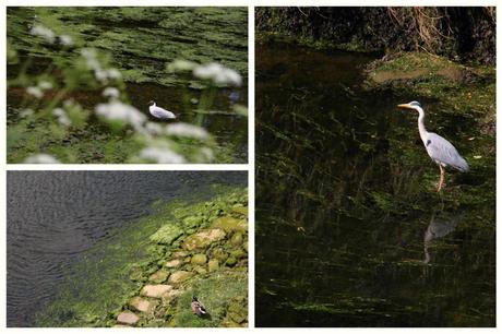 Wild birds in Warkworth