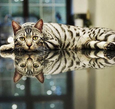 Top 10 Reflective Cats in Reflections width=