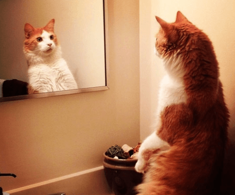 Top 10 Reflective Cats in Reflections