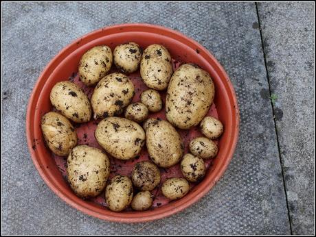 Blight-resistant potatoes