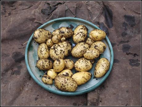 Blight-resistant potatoes