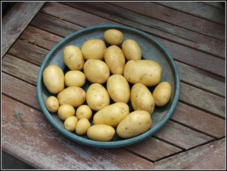 Blight-resistant potatoes