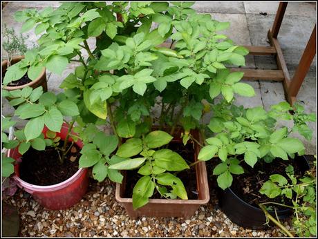 Blight-resistant potatoes