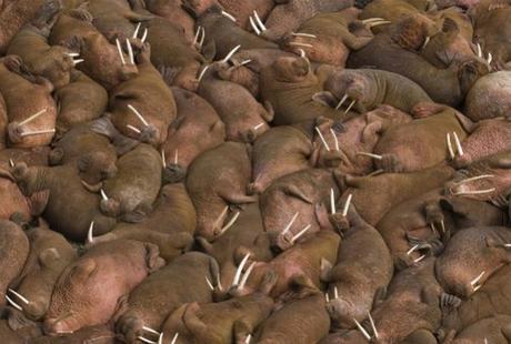 Shrinking Sea Ice Forces Alaskan Walruses Ashore