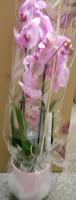 Serenata Flowers and Gifts - Say it With Serenata!