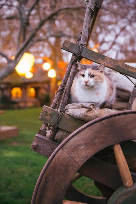 Gabriella & Joseph. A Uniquely Personal Hobbiton Wedding by Tinted Photography